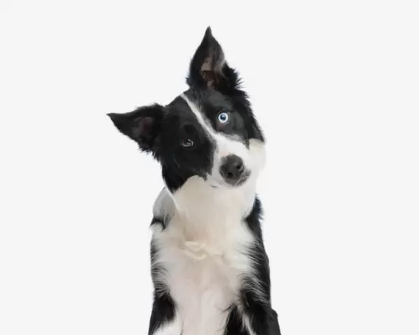 Image - chien.jpg